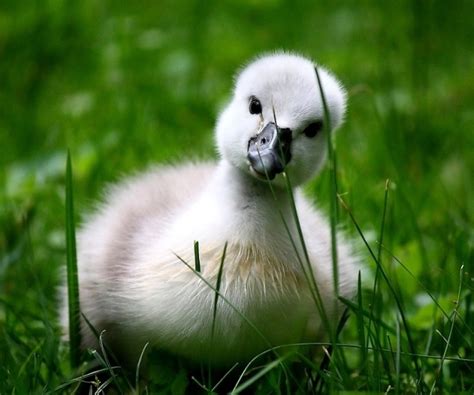 Baby swan - Teh Cute
