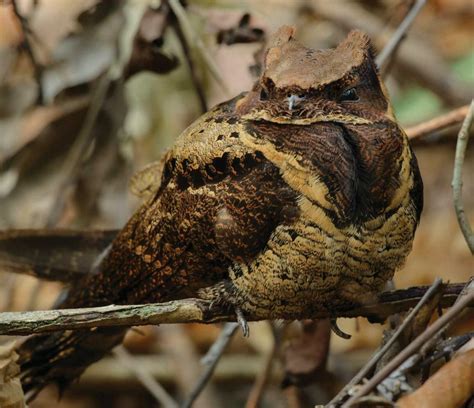 Great Eared Nightjar Read This Story On Magzter