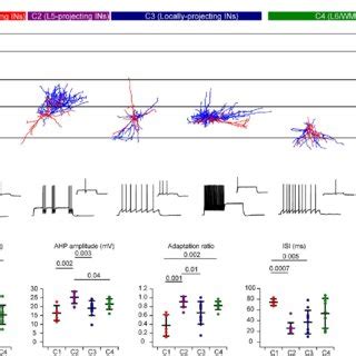 Comparison of electrophysiological parameters in morphological clusters ... 