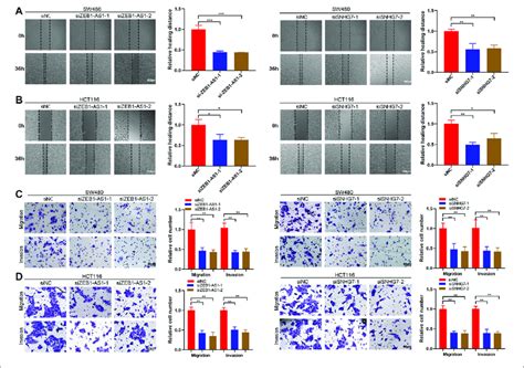 ZEB1 AS1 And SNHG7 Silencing Inhibited The Migration And Invasion Of