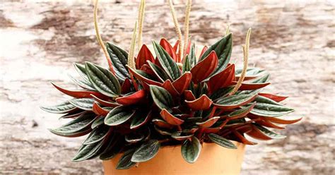 Peperomia Rosso Care: How To Grow Red Peperomia