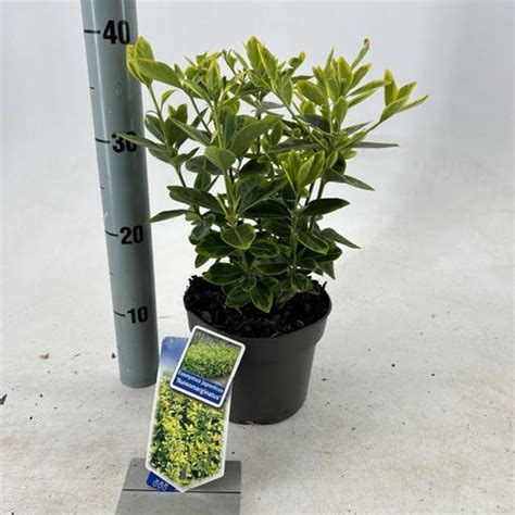 Euonymus Japonicus Aureomarginatus Plant Wholesale Floraccess