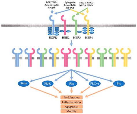 Her2 Targeted Therapies In Breast Cancer Biopharma Peg