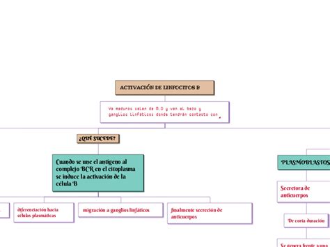 Activaci N De Linfocitos B Mind Map