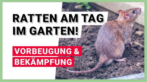 Ratten Am Helllichten Tag Im Garten Vorbeugung Und Bek Mpfung Youtube