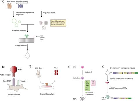 Regenerative Approaches Of The Thymus A Illustration Of The