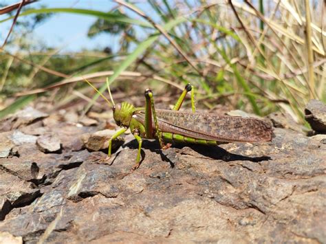 Violet Winged Grasshopper From Barro Alto GO 76390 000 Brasil On