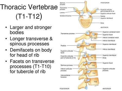 Ppt Lab05 Vertebrae Ribs And Rib Articulation Sternum Skull Review