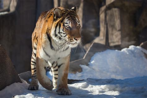 Wallpaper Snow Tiger Wildlife Big Cats Zoo Whiskers Predator