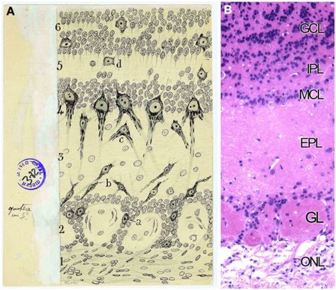 Layers Distribution Of The Olfactory Bulb A Original Cajal Drawing