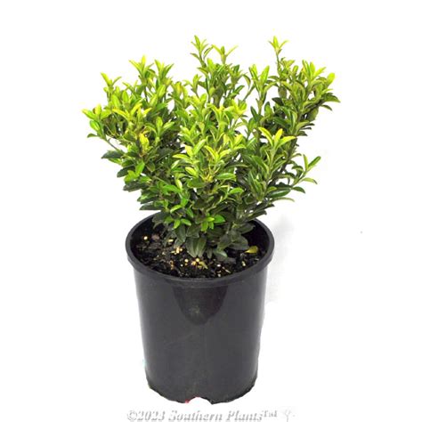 Euonymus Tom Thumb 140mm Southern Plants