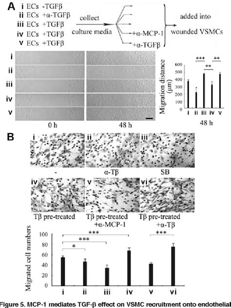 Pdf Mcp Mediates Tgf Beta Induced Angiogenesis By Stimulating