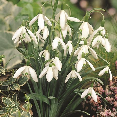 Galanthus nivalis - Bulbs