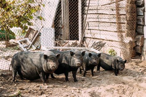 Household Large Black Pigs Farm Pig Farming Raising Stock Photos - Free ...