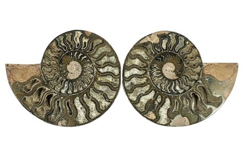 6.25" Cut & Polished Ammonite Fossil - Unusual Black Color (#267913 ...