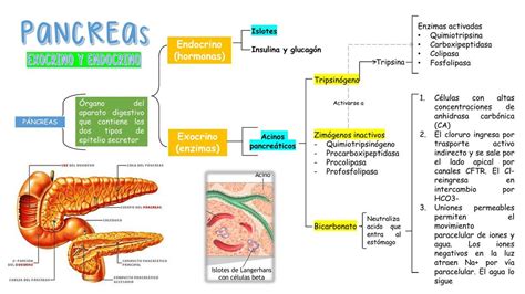 PANCREAS EXOCRINO Y ENDOCRINO Esquema De Resumen Semestrosos UDocz