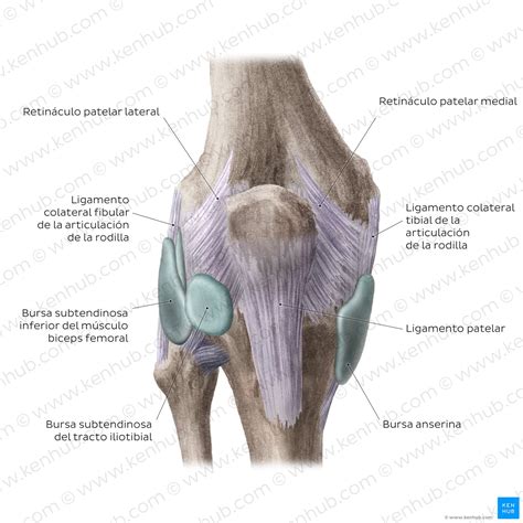 Rodilla Y Pierna Anatom A Completa Huesos M Sculos Kenhub