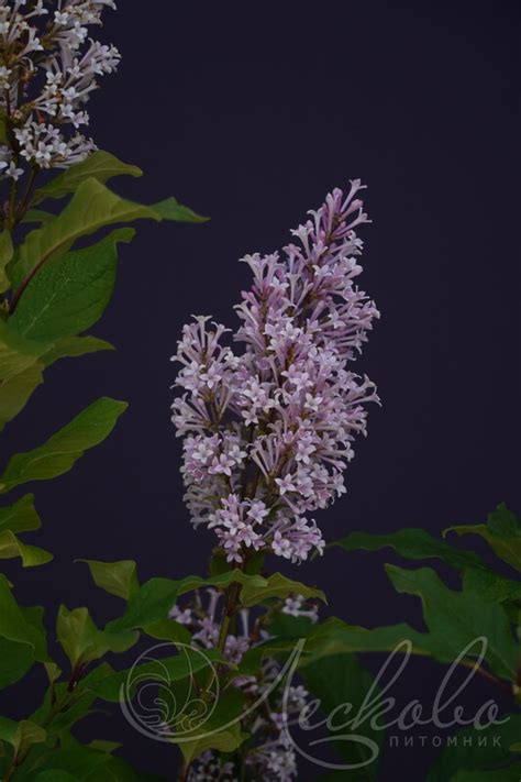 Сирень венгерская (Syringa josikaea) - Сирень венгерская - Кустарники ...