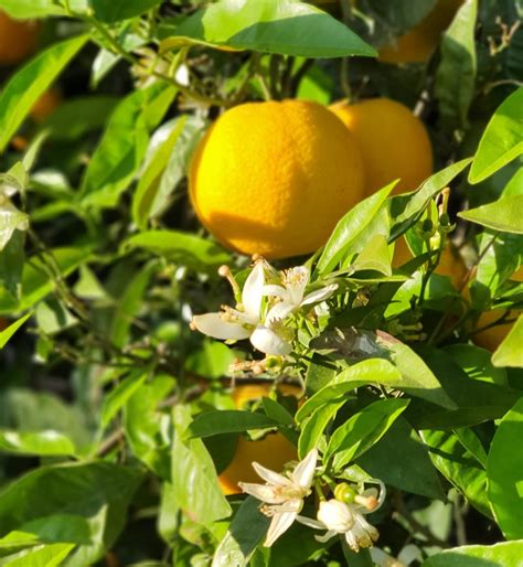 Zitronen – Jeronimo