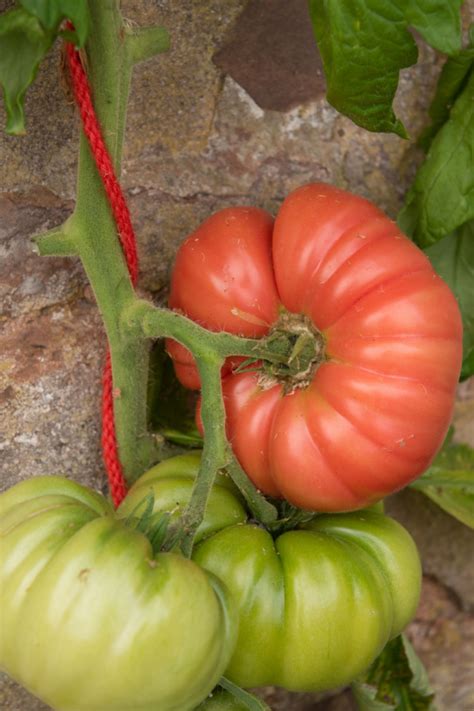 The 5 Best Beefsteak Tomato Varieties To Grow In Your Garden