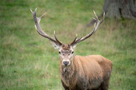 Red Deer With Large Antlers Stock Image Image Of Antlers Mammal