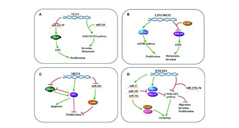 A Signaling Pathway Of TUG1 TUG1 Affects Cell Invasion