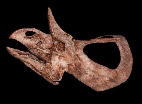 Zuniceratops Skull Photograph By Millard H Sharp Pixels