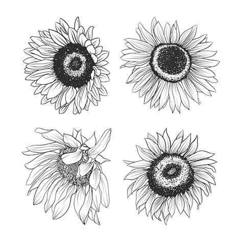 Premium Vector Set Of Sunflowers Hand Drawn Sketch Illustration