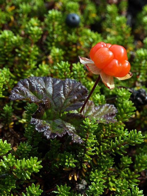 Rubus chamaemorus - Изображение особи - Плантариум