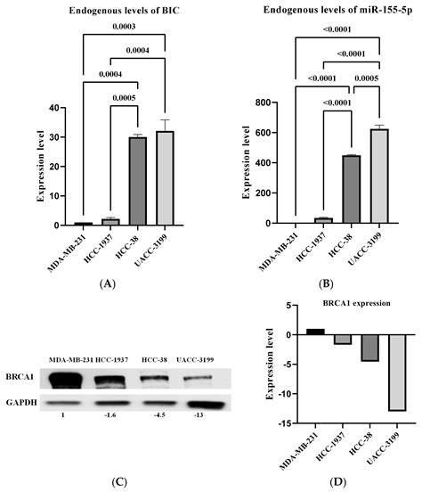 Ijms Free Full Text Microrna 155 5p Reduced By Curcumin Re