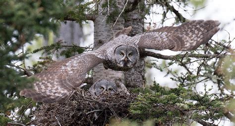 Great Gray Owl Nest Photograph by Max Waugh