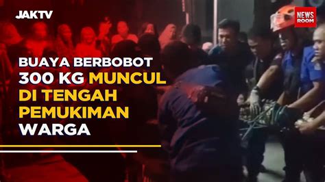 Buaya Berbobot Kg Muncul Di Tengah Pemukiman Warga Jaktv Official