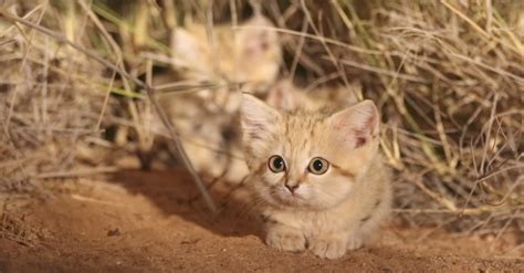 First-Ever Footage Of The Cutest Wild Kittens You Will Ever See | The Rainforest Site Blog