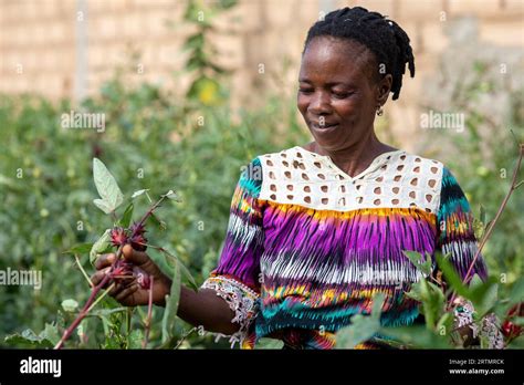 Woman Picking Hibiscus Flowers To Make Bissap Juice In Touba Senegal