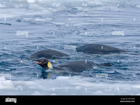 Emperor Penguin Aptenodytes Forsteri Adults Feeding Swimming At The