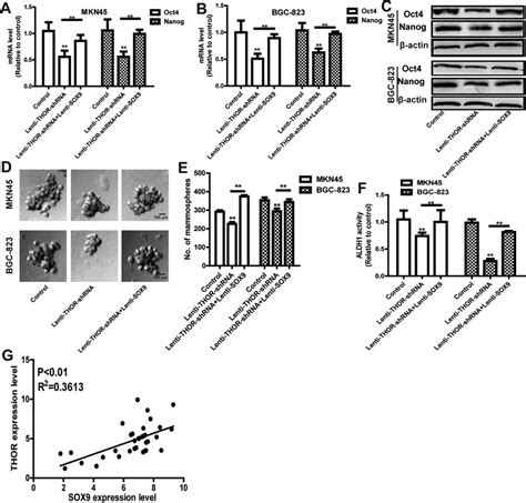 Overexpression Of Sox Rescues The Inhibition Of Thor Knockdown On The