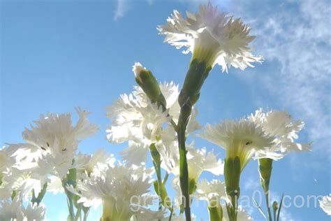 カーネーションを地植えする方法｜地植え場所や冬越しのポイントを解説 Green Mania