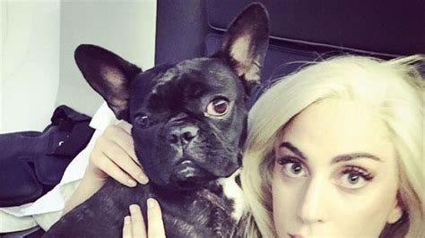 El Secuestro De Los Perros De Lady Gaga Podría Haber Sido Un Ritual De Iniciación En Una Banda