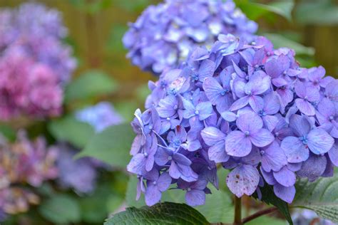 Purple Blue Hydrangea