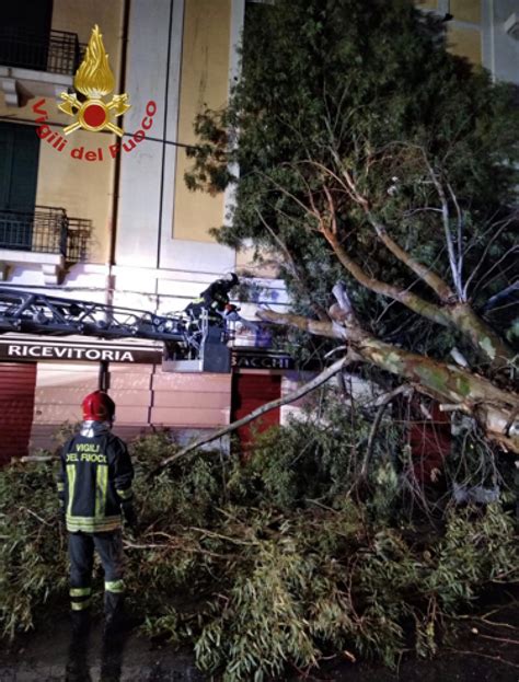 Il Vento Fa Strage Di Alberi A Messina Il Comune Ai Cittadini