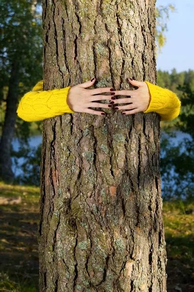 Human Hands Hug Wrap Tree Contact Man Nature Concept Ecology Stock