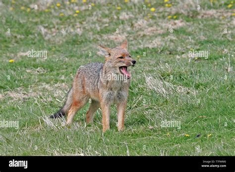 Gray Fox Hi Res Stock Photography And Images Alamy