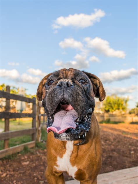 Pin On Dog News