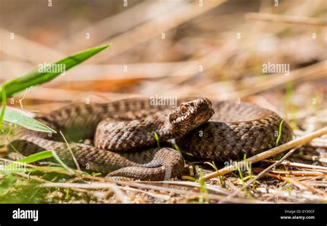 Common Adder Hi Res Stock Photography And Images Alamy