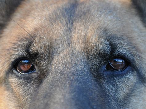 Usa Hund Erschie T Mann Mit Gewehr Vienna At