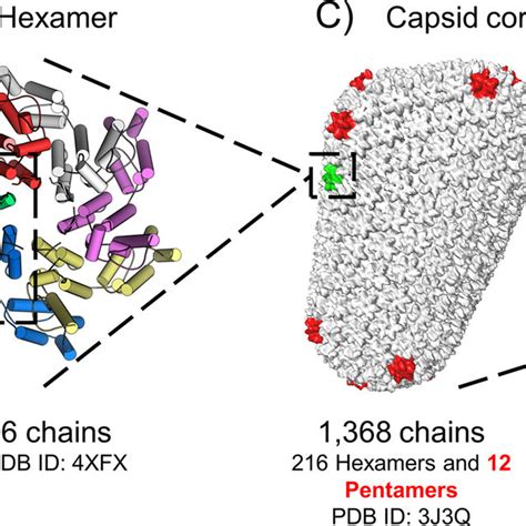 X Ray Crystal Structures Of R A E A And R A E A Ca Mutants