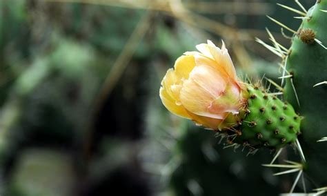 Flor De Tuna Plants