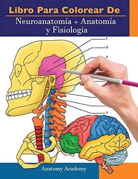 Libro Libro Para Colorear de Neuroanatomía Anatomía y Fisiología 2