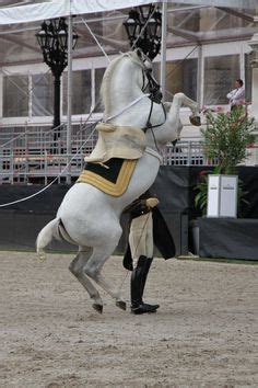 300 Lippizaners ideas | horses, white horses, beautiful horses