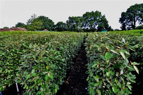 Elaeagnus Instant Hedge, mature ready grown hedge | Practicality Brown